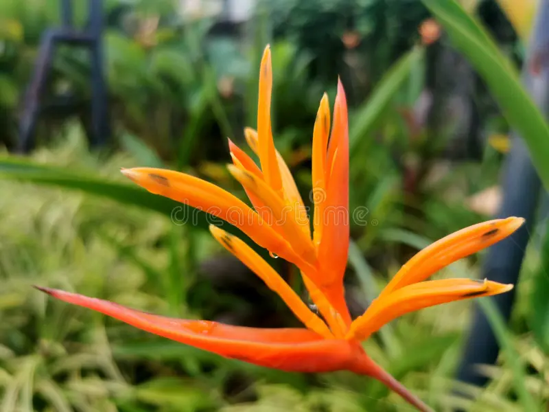 Canna orange